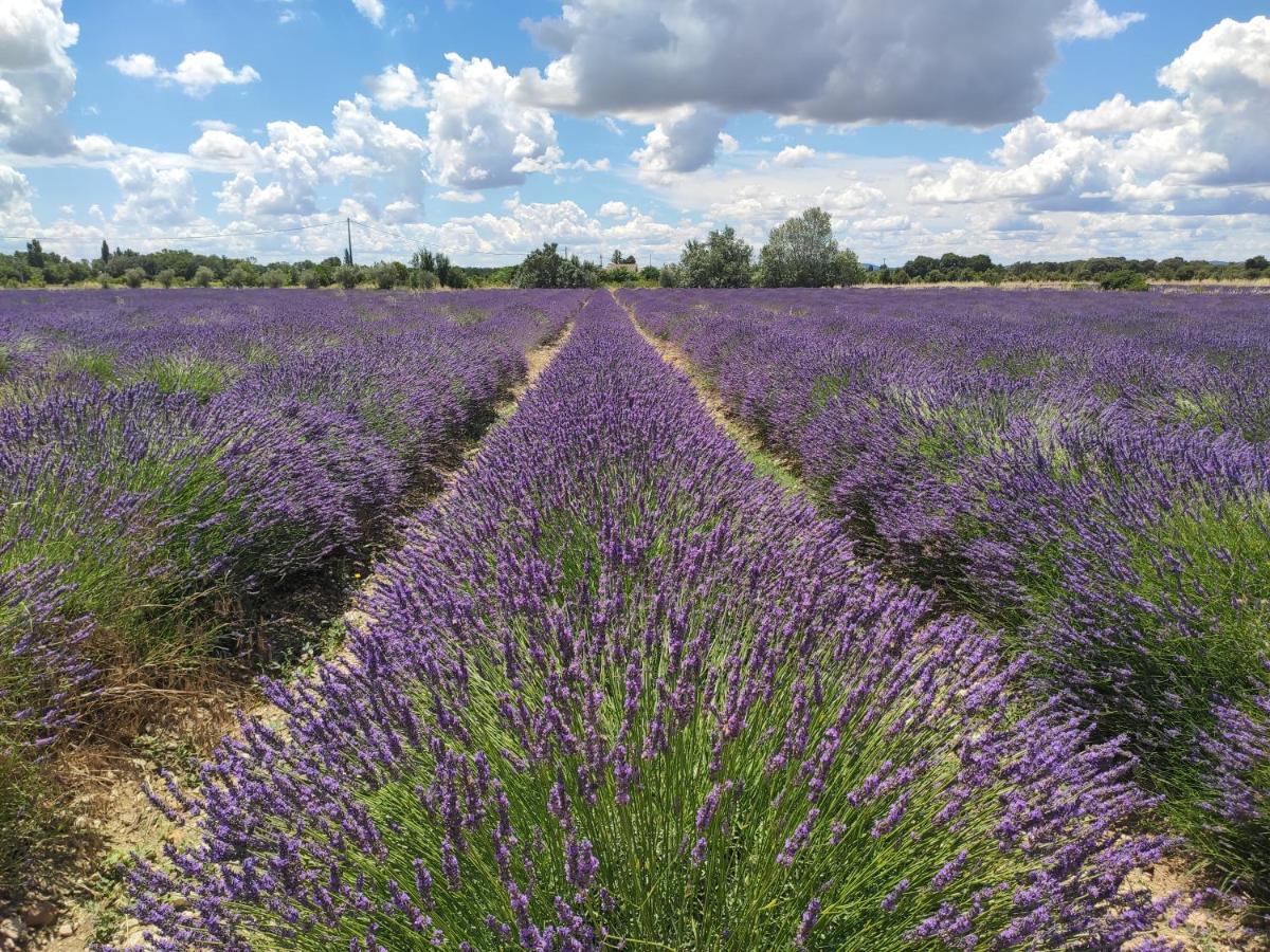 Bed and Breakfast Les Champs De Provence La Baume-de-Transit Esterno foto